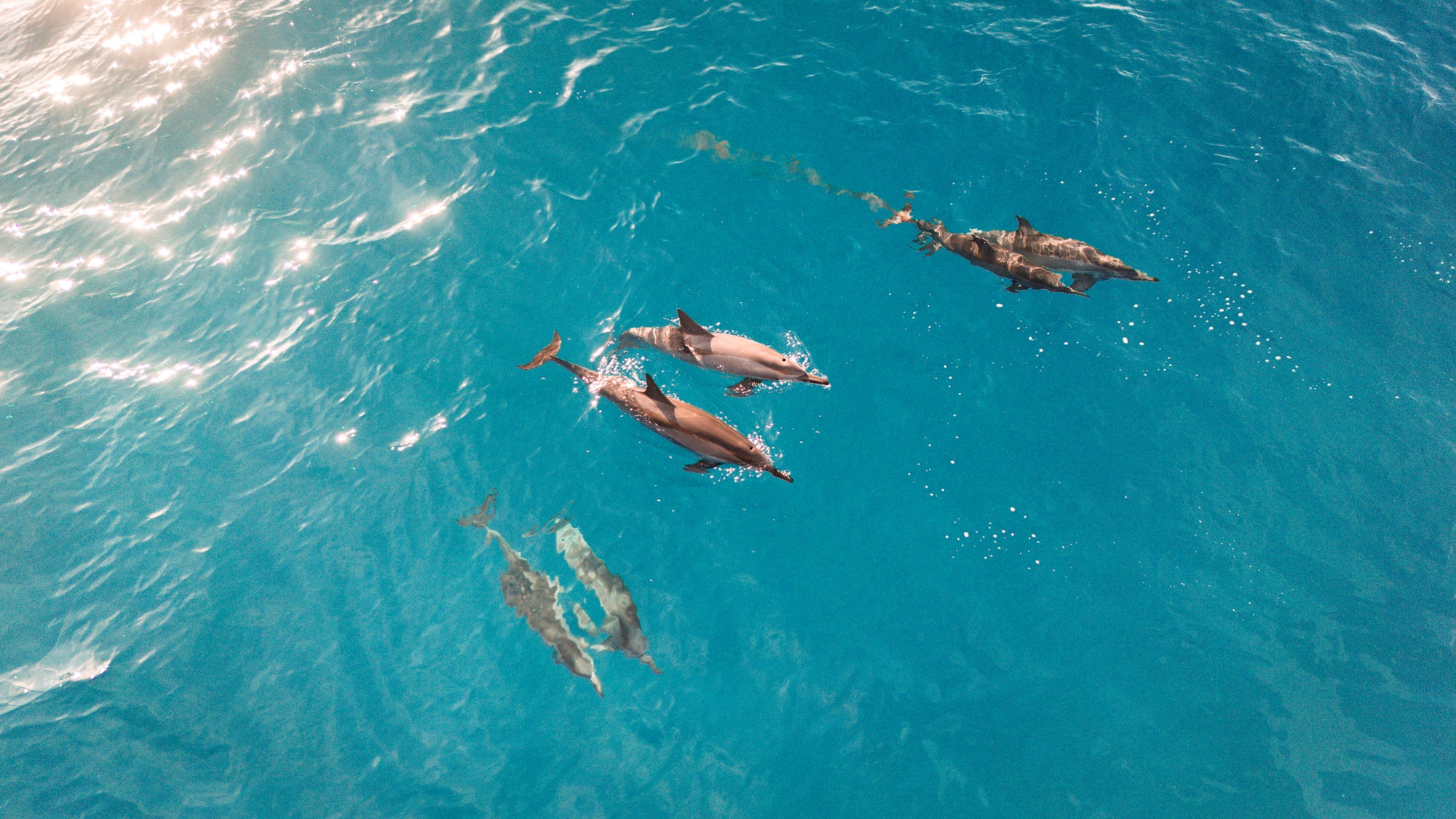 Good morning / Kealakekua, Big Island, Hawaii