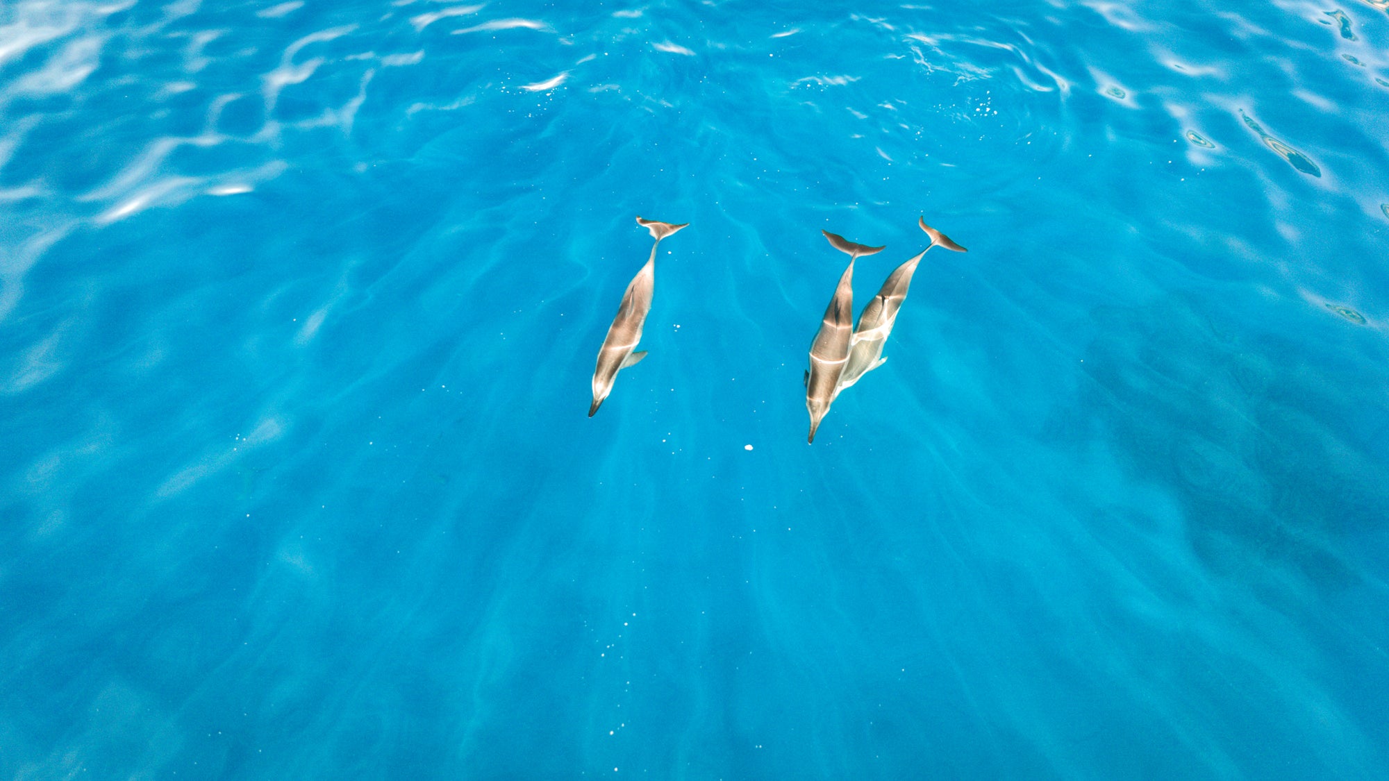 Three Dolphins / Kealakekua, Big Island, Hawaii