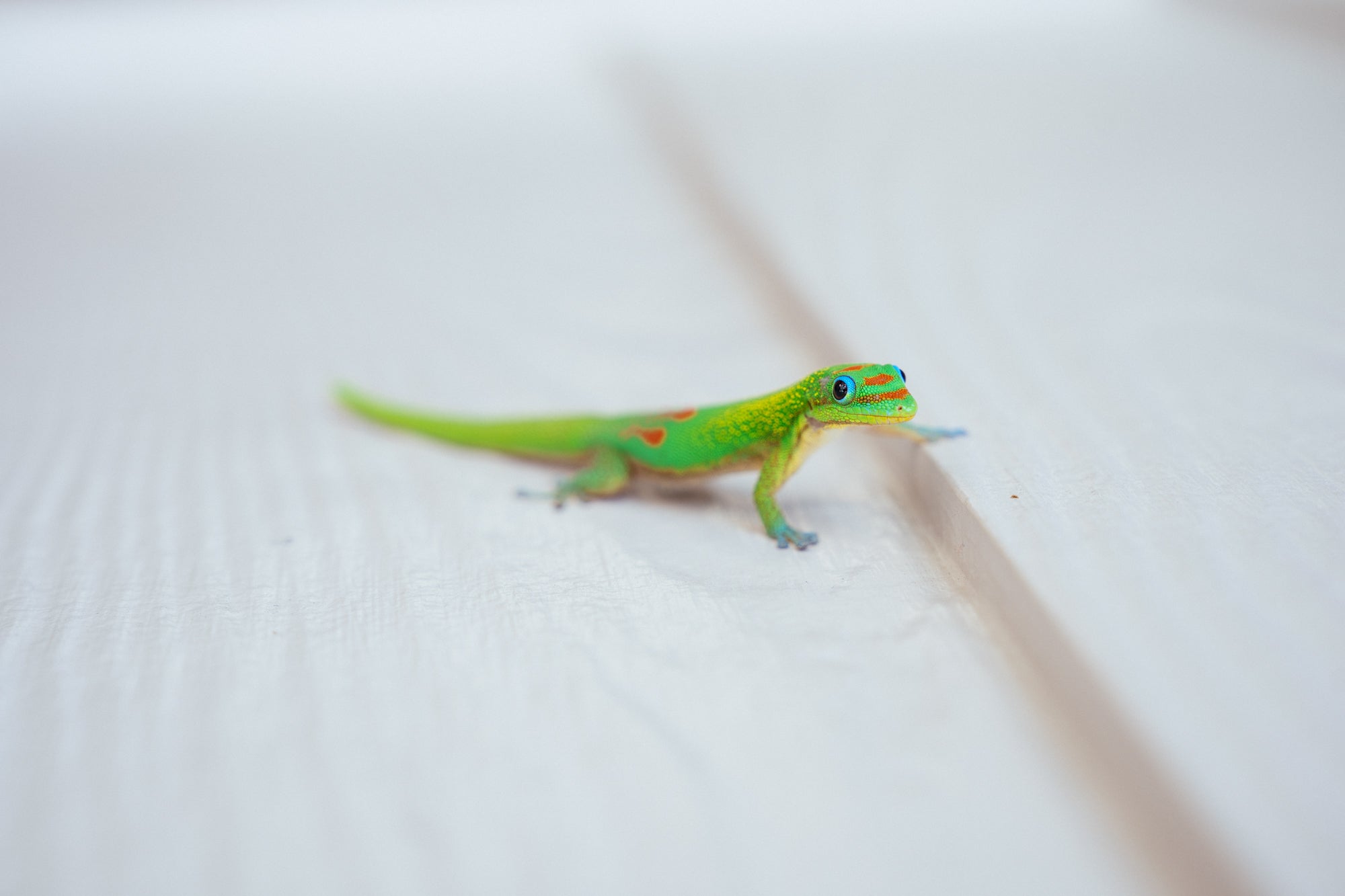 Hi Gecko / Hilo, Big Island, Hawaii