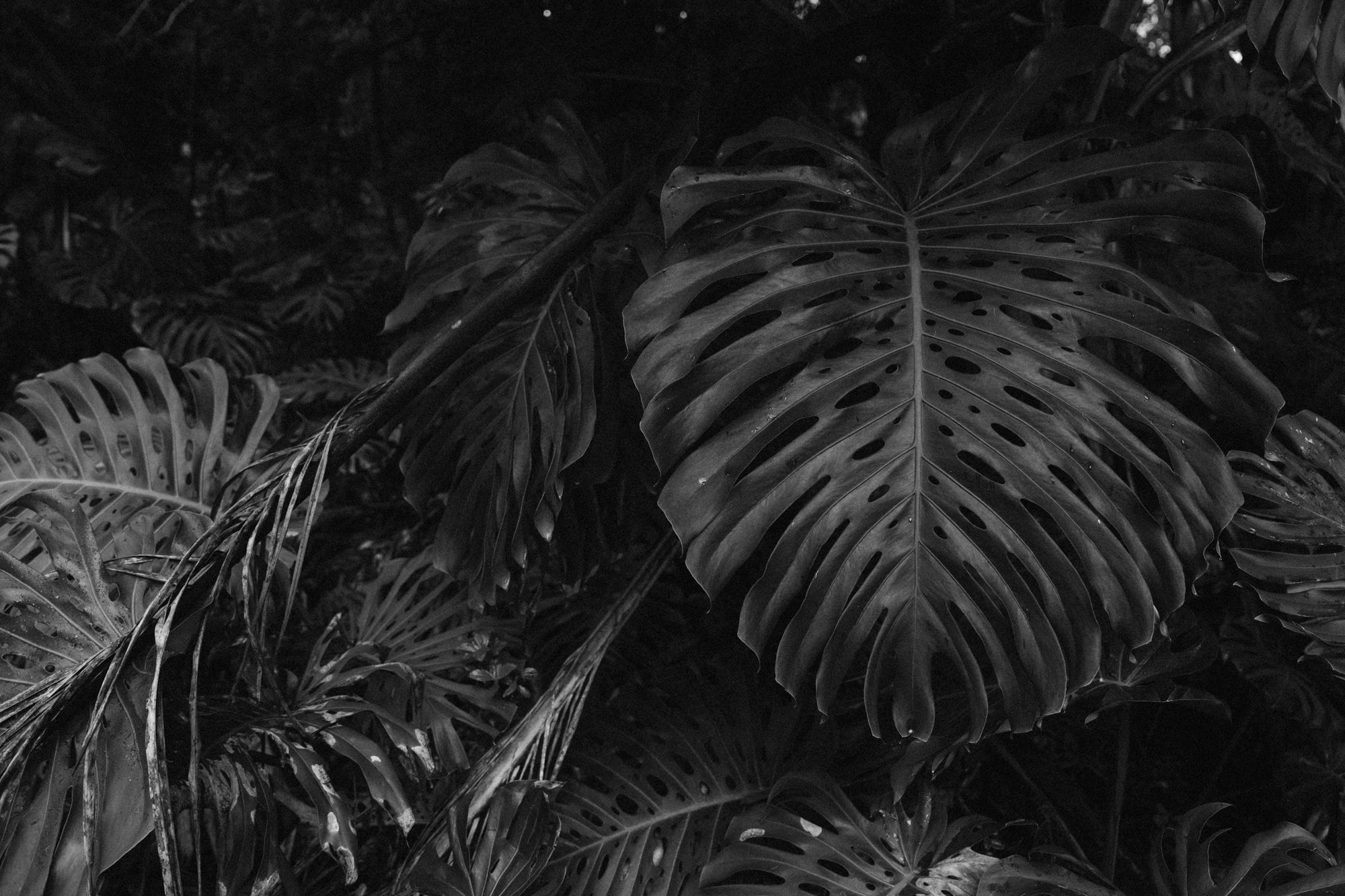 Home Grown / Halakau, Big Island, Hawaii