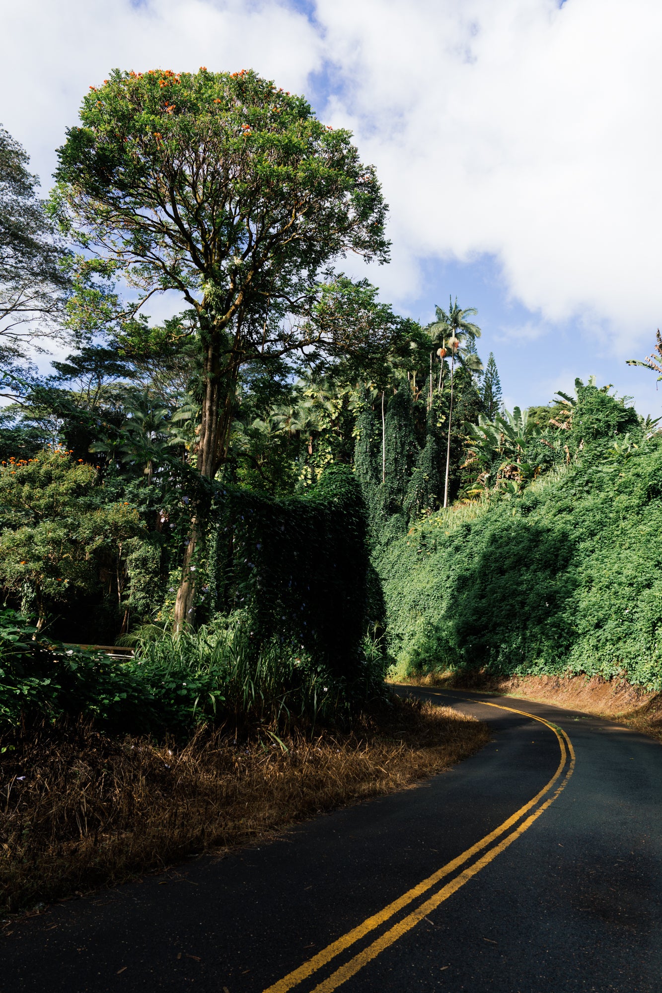 Road to Kole Kole Gulch / Hakalau, Big Island, Hawaii