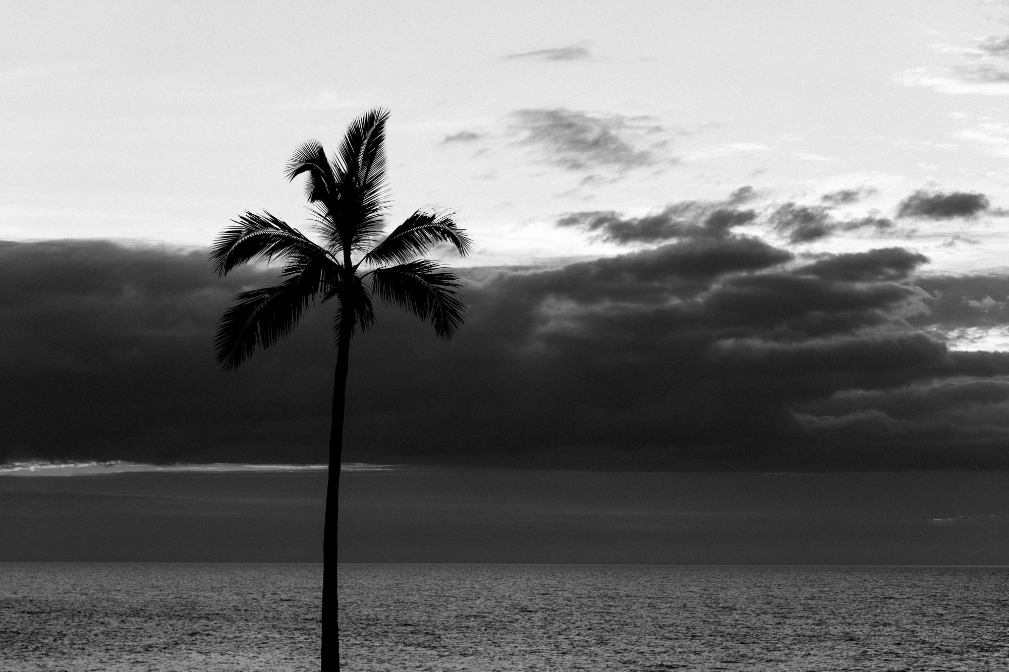 Coconut Tree & The Ocean / Hapuna Bay, Big Island, Hawaii