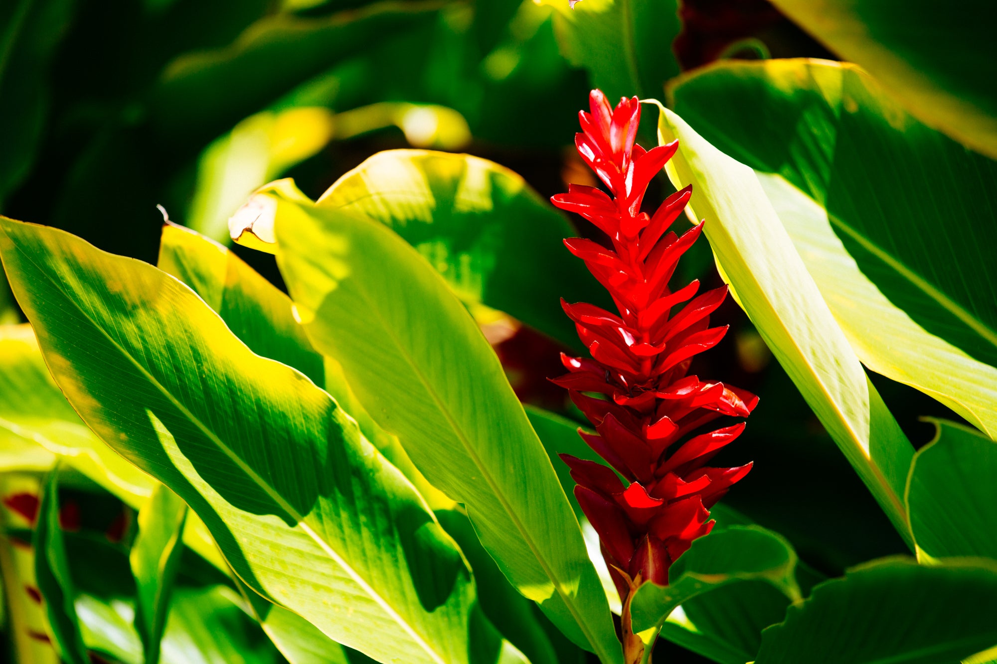 Ginger Flower / Maui Island, Hawaii