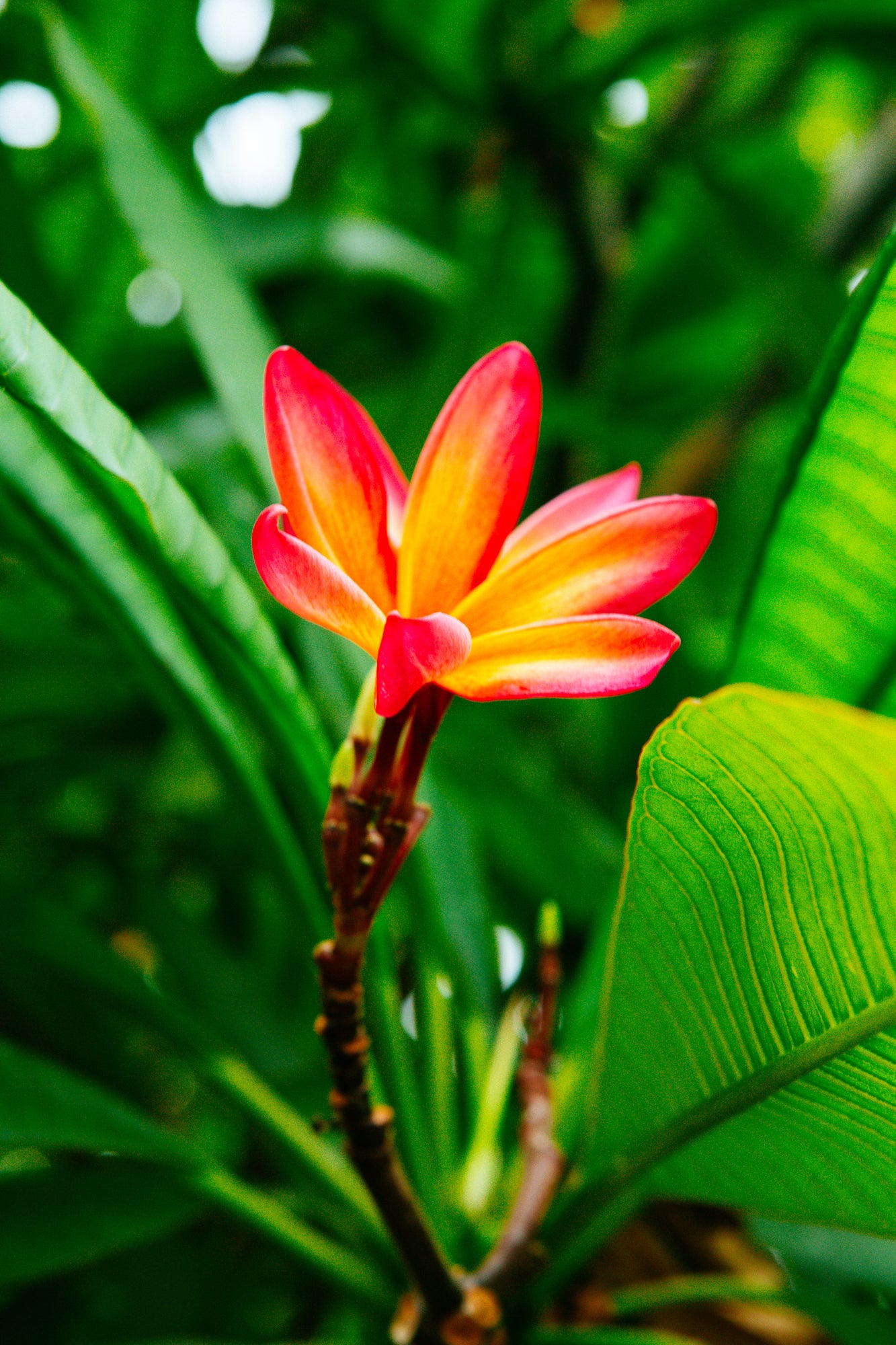 Lani Plumeria  / Maui Big Island, Hawaii