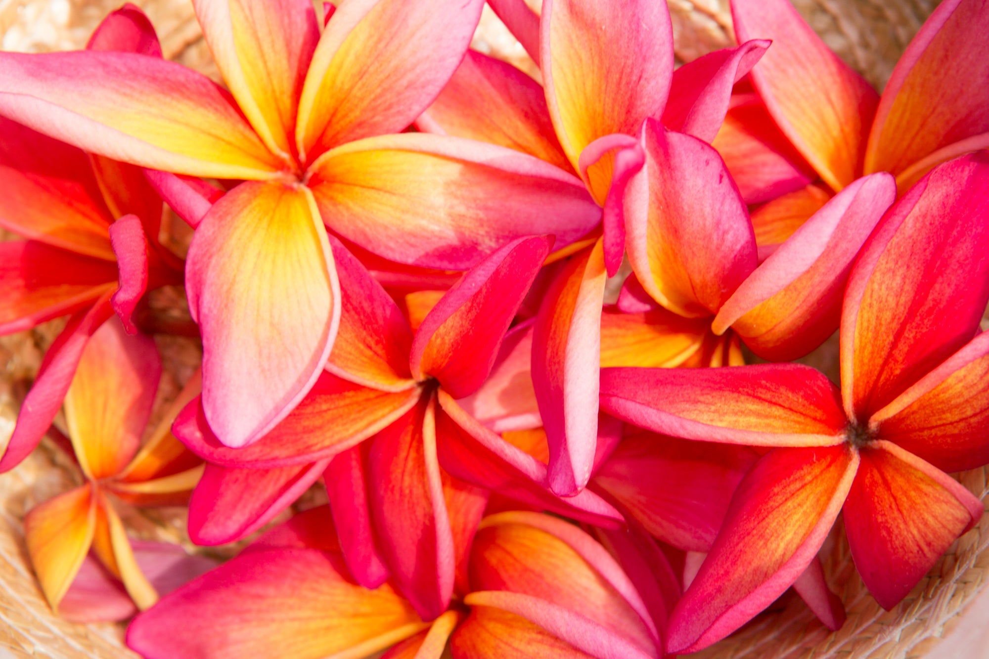 Pua Lani / Maui Island, Hawaii