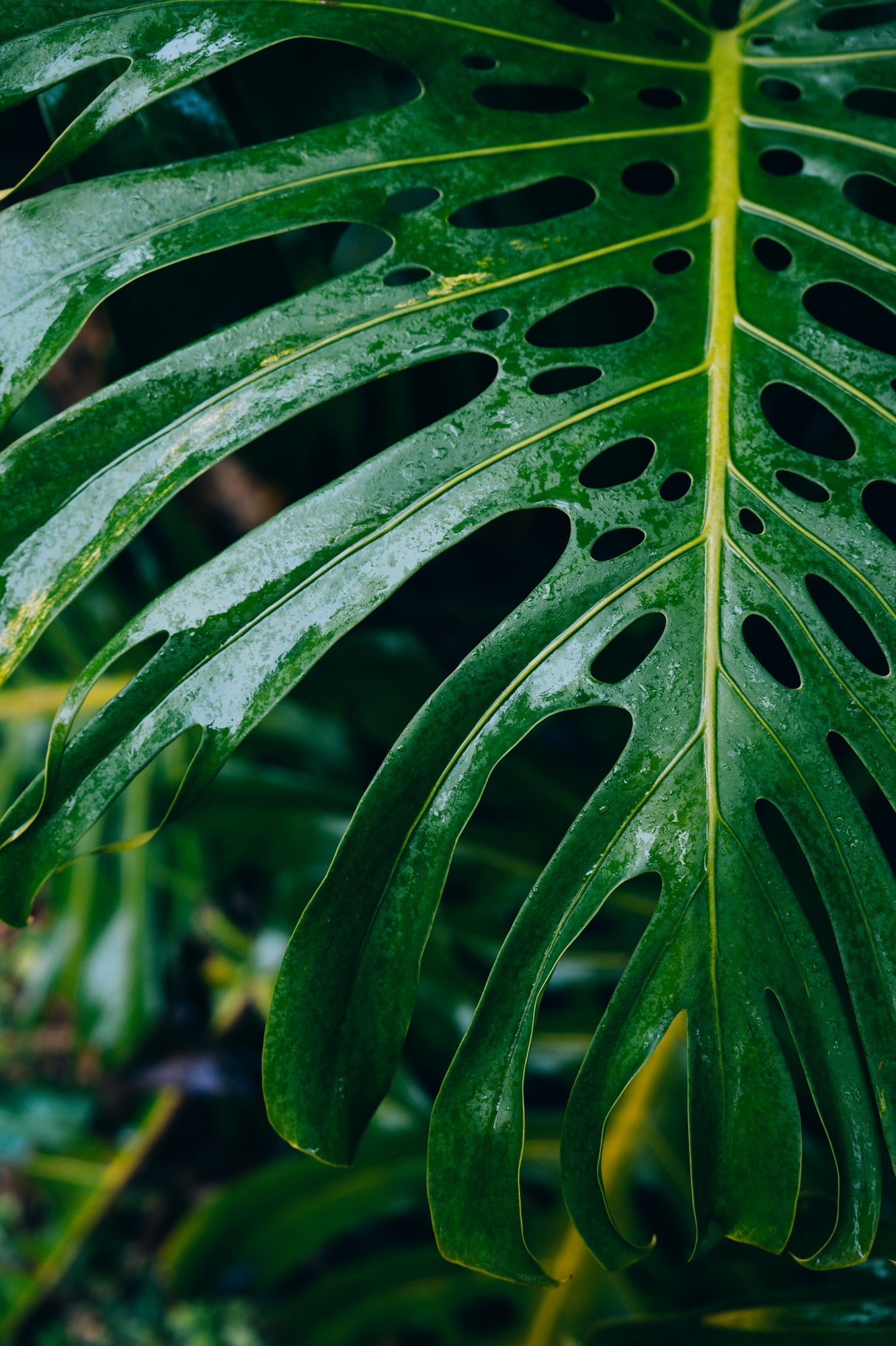 Rainy Day Monstera / Big Island, Hawaii