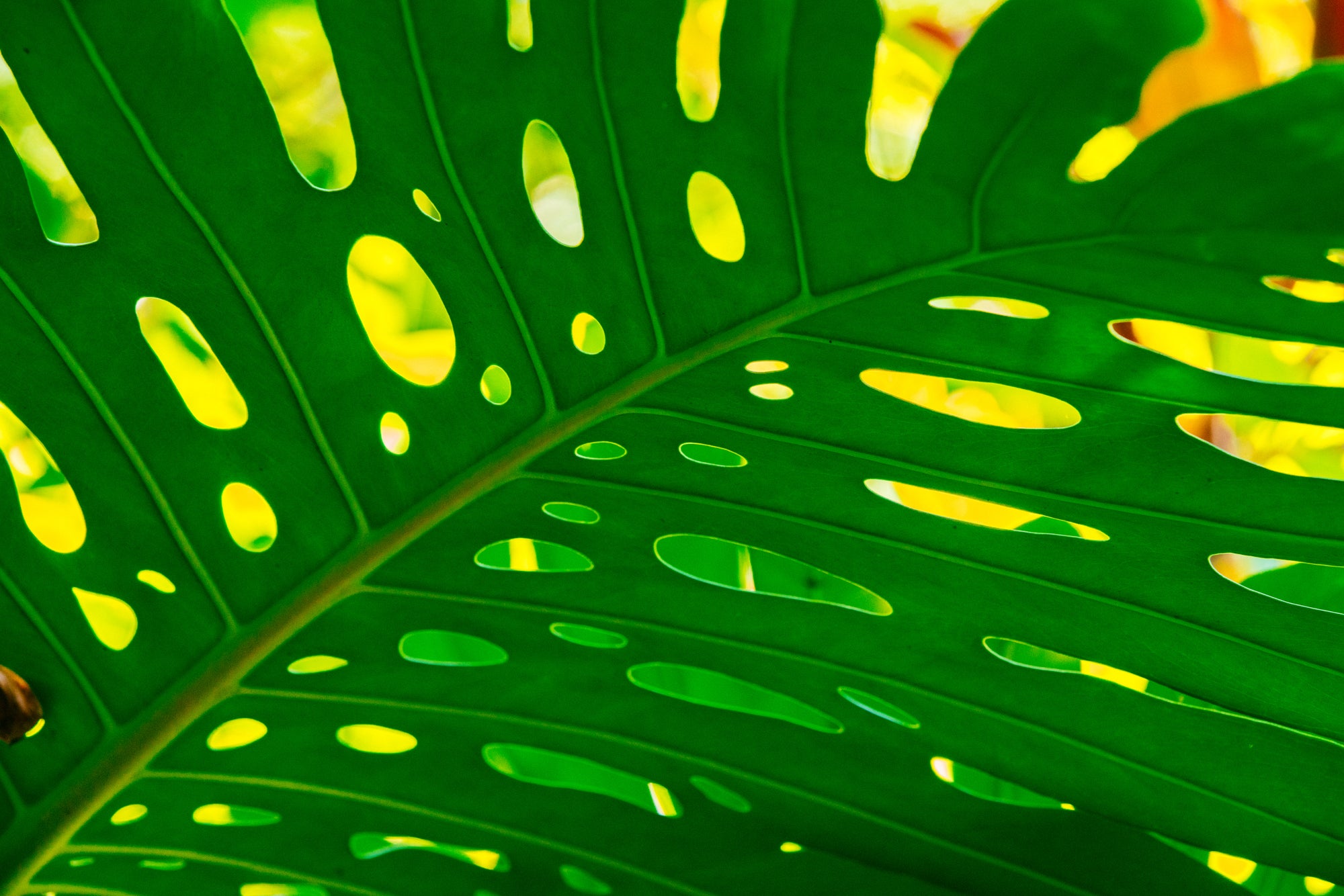 Monstera Umbrella / Big Island, Hawaii
