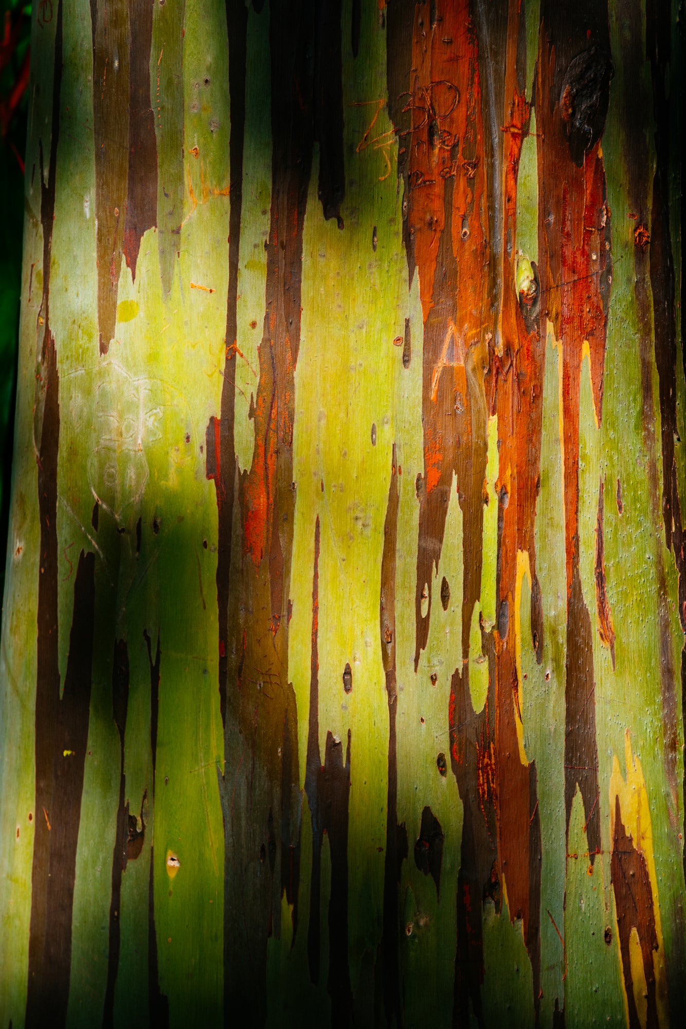 Rainbow Eucalyptus / Big Island, Hawaii