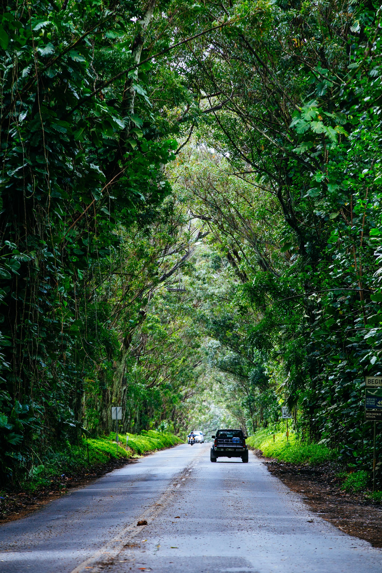 Koloa Tree Tunnel  / Kauai Island, Hawaii