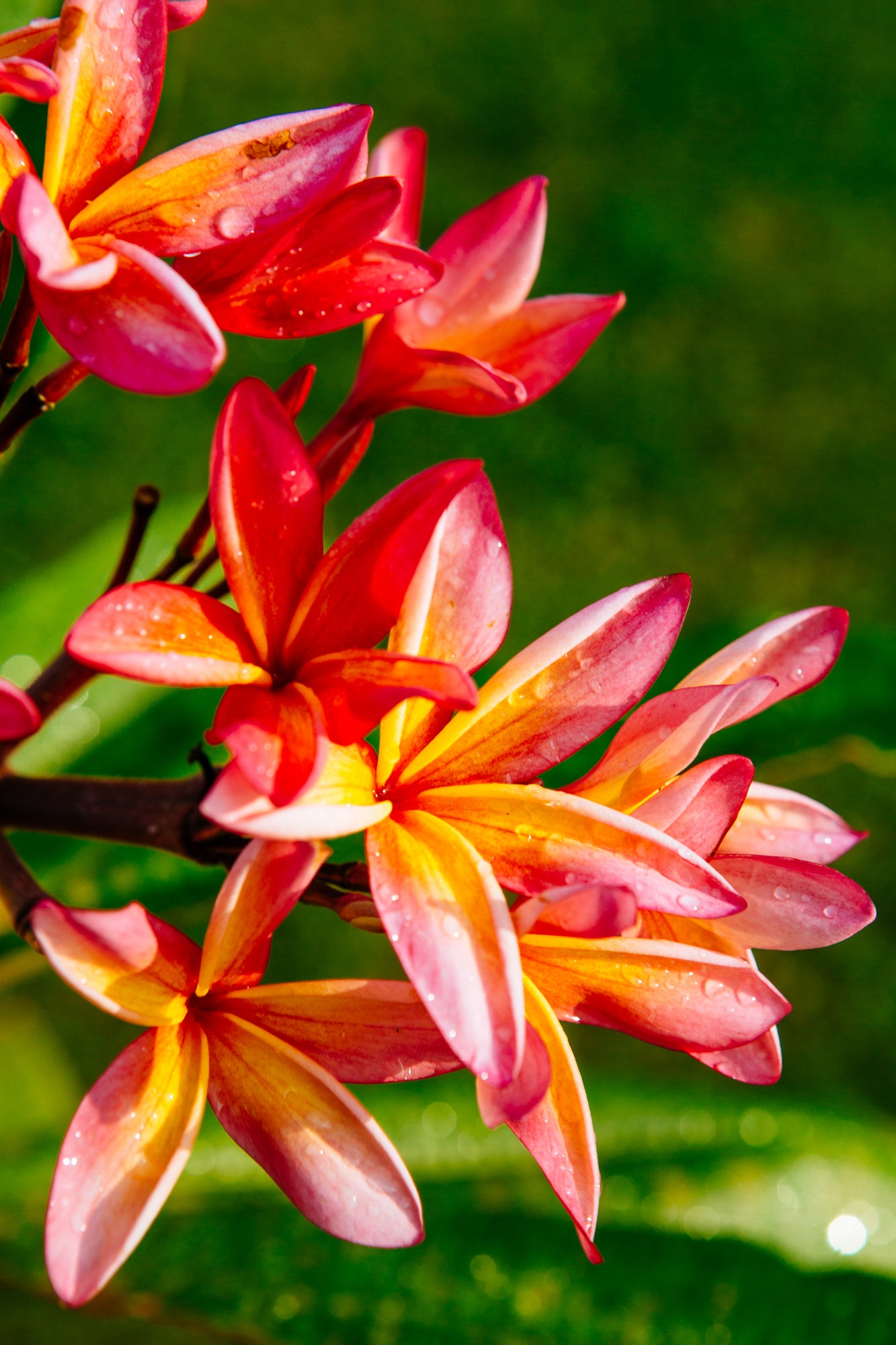 Plumeria in Kauai / Hanalei, Kauai Island