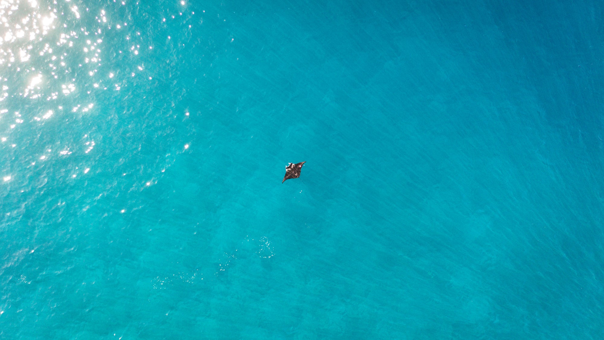 Manta Ray / Kealakekua, Big Island, Hawaii