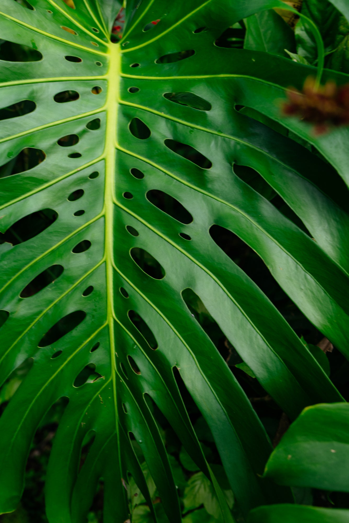 Monstera  / Hakalau, Big Island, Hawaii