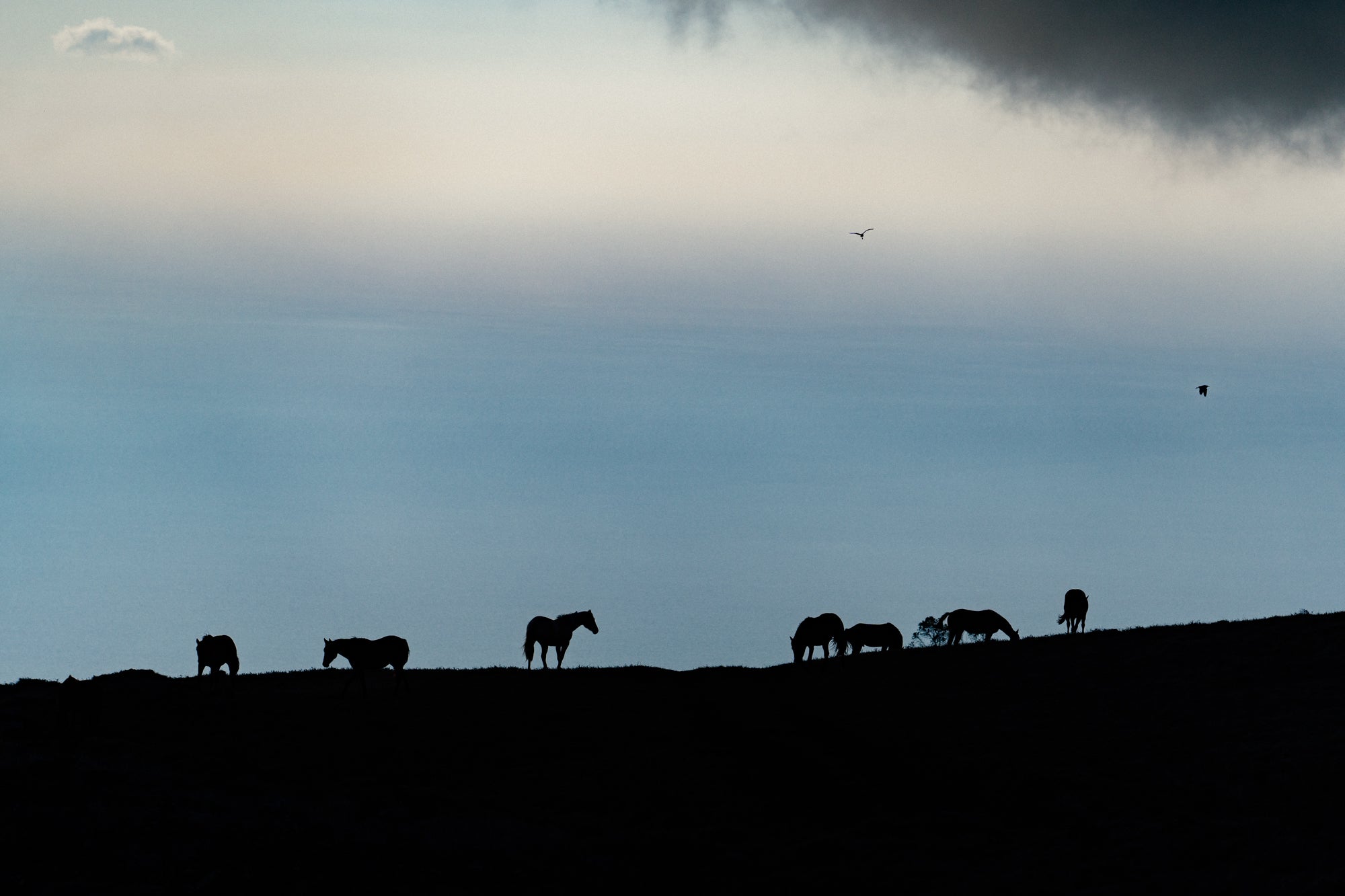 Horses & The Coast / Kohola, Big Island, Hawaii