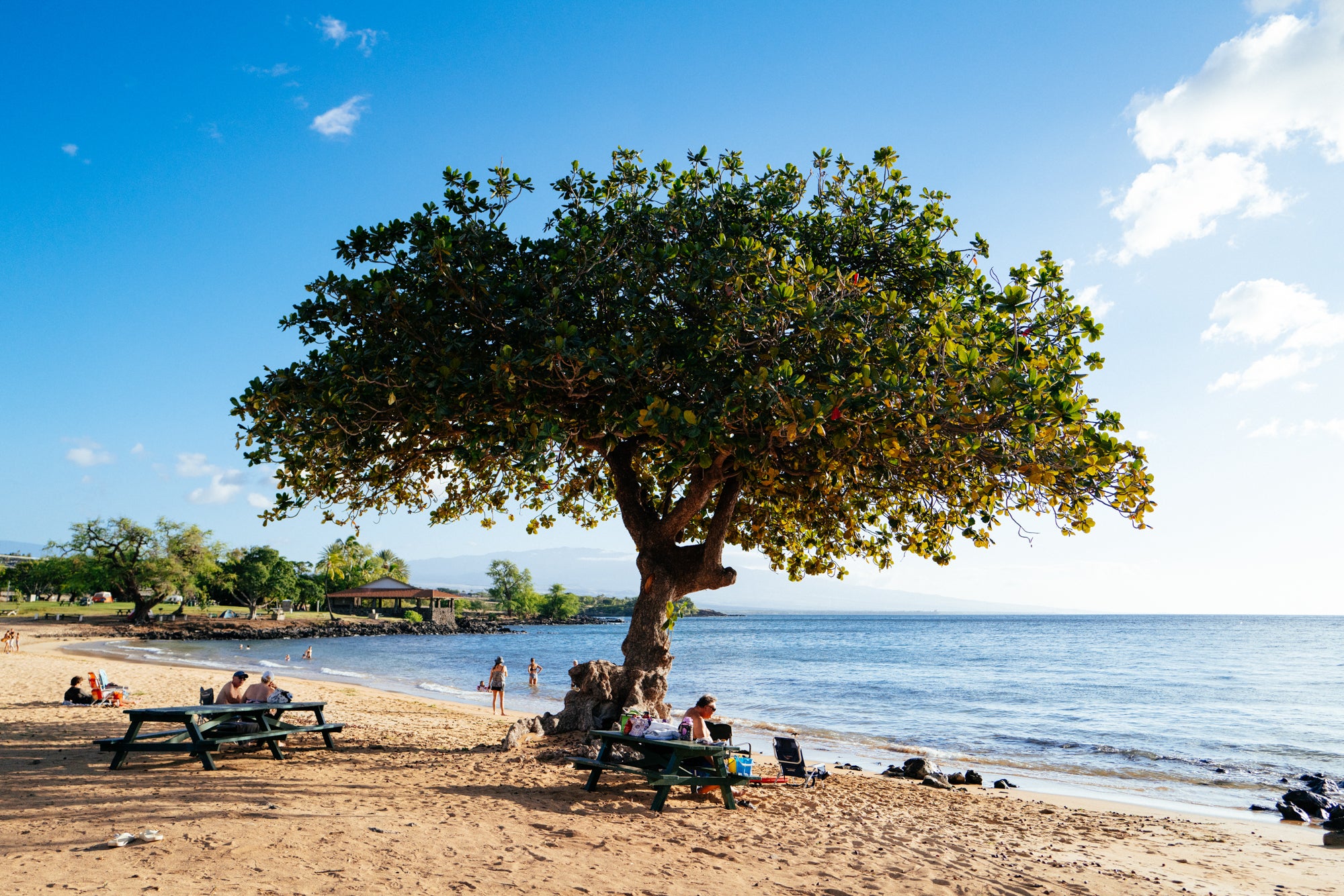 Tree of Life - Spencer Beach Park / Waimea, Big Island, Hawaii