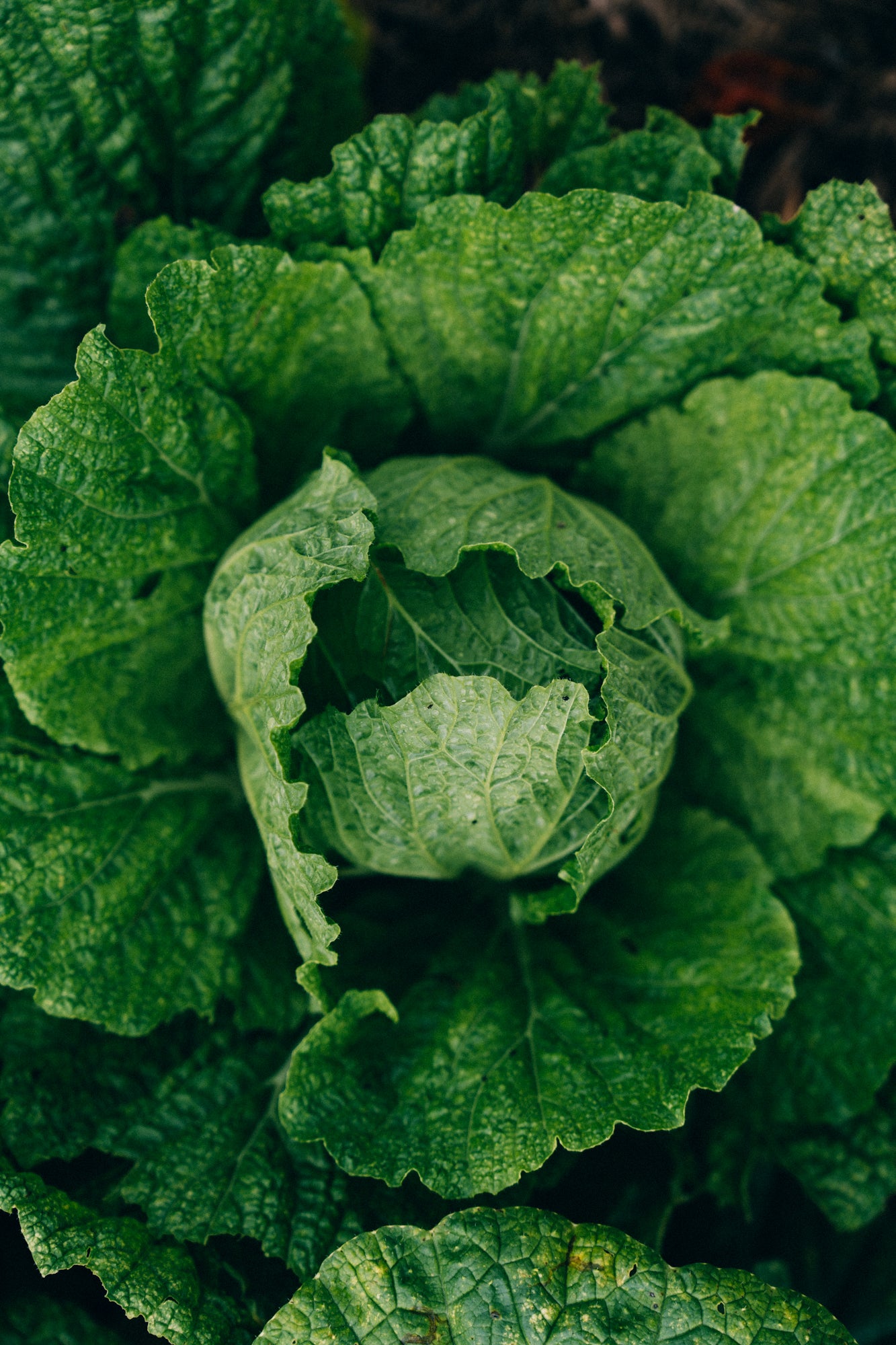 Greem Bloom / Big Island, Hawaii