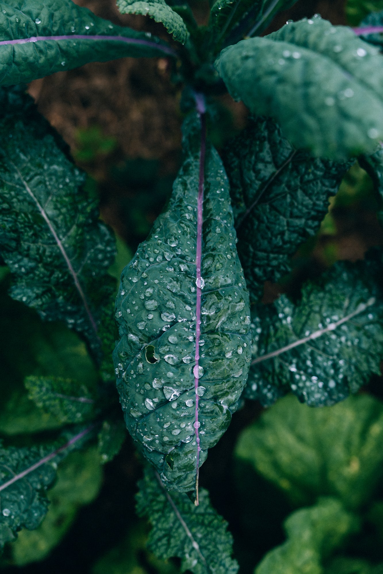 Kale / Big Island, Hawaii