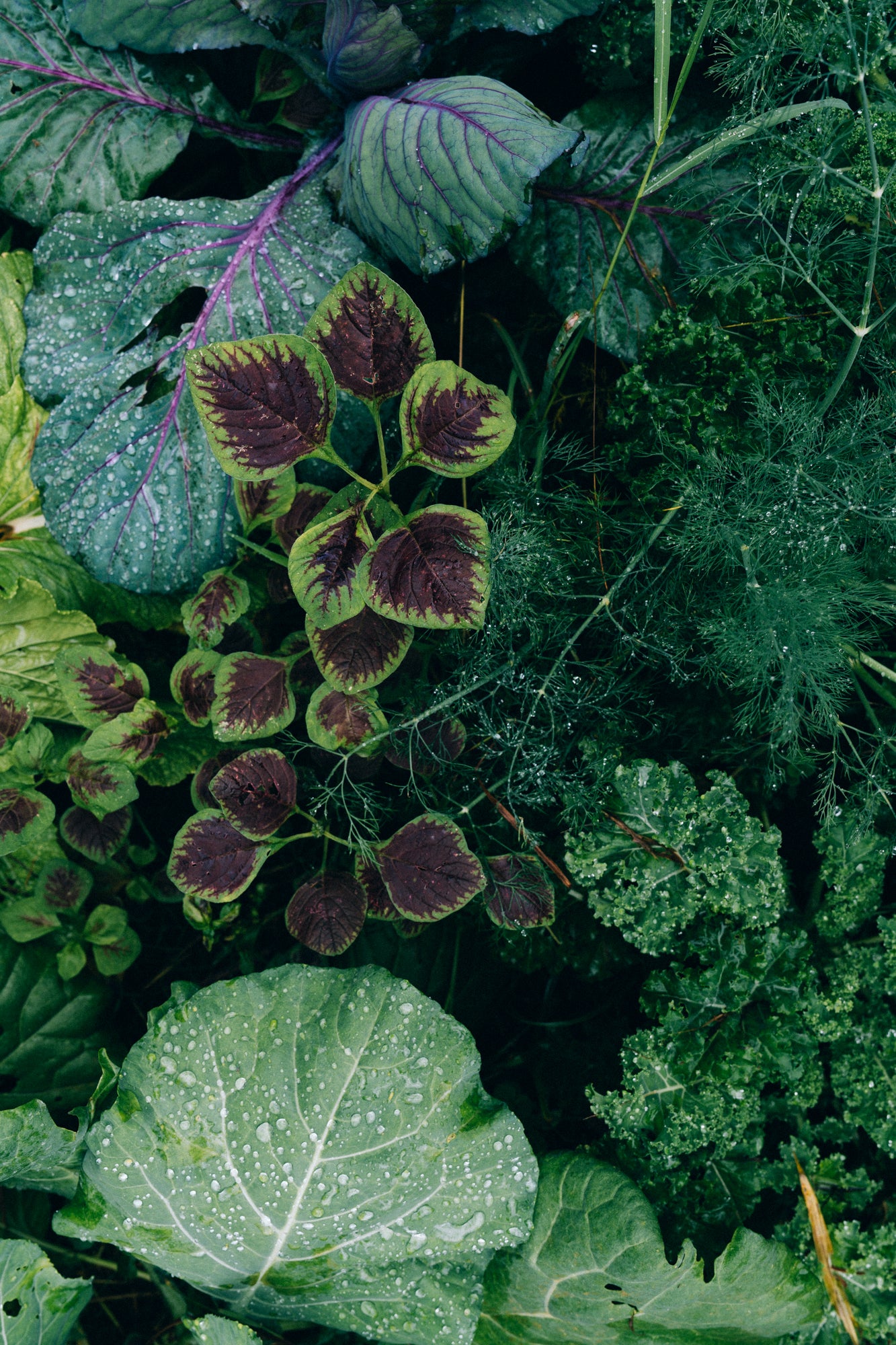 Plantation of Spirits / Big Island, Hawaii