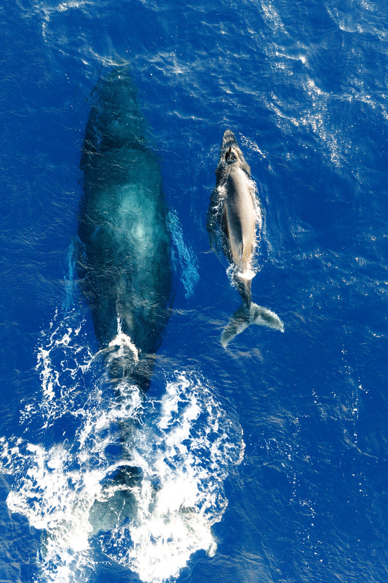 Life  / Big Island, Hawaii
