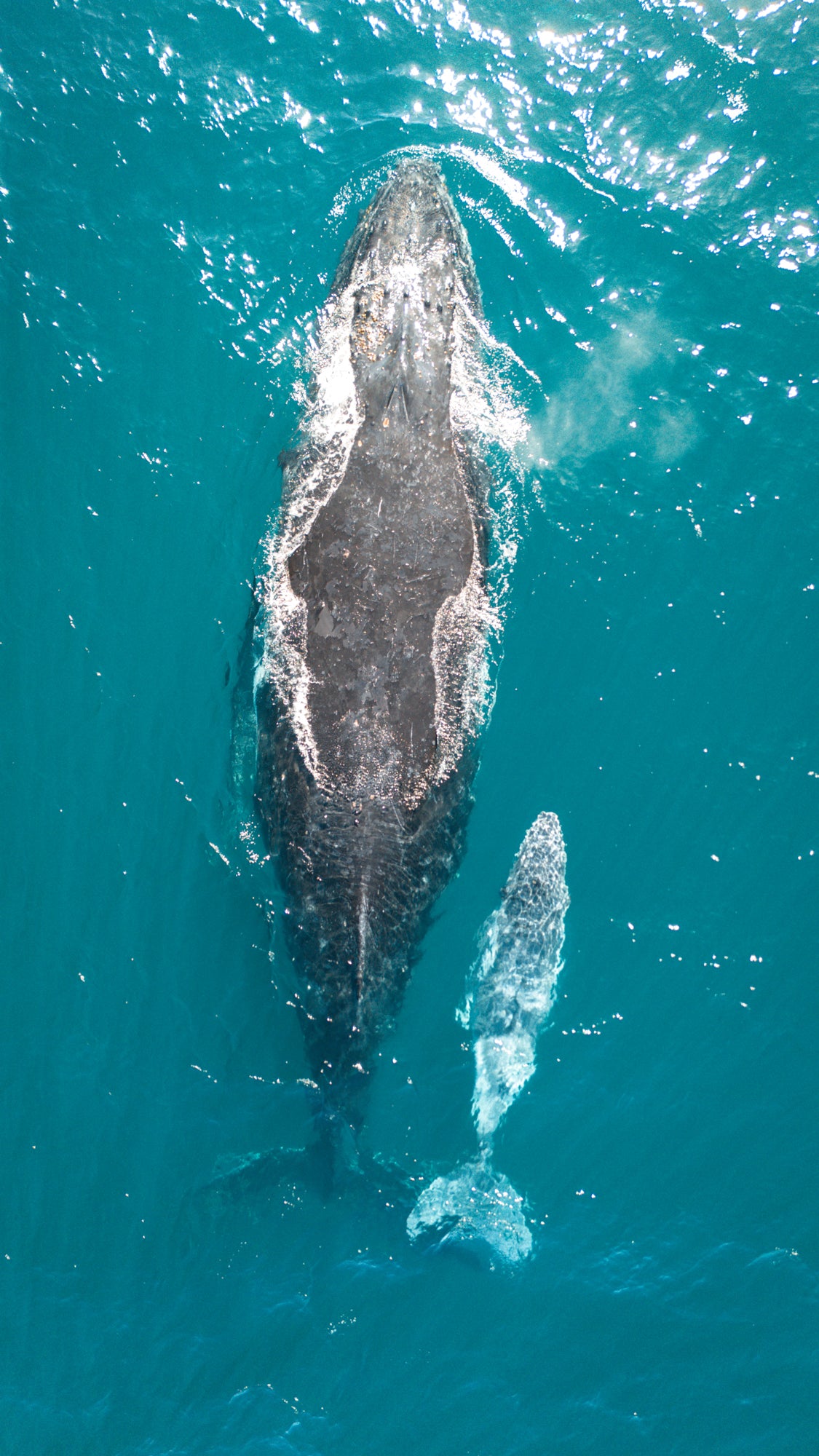 Beautiful Life / Australia