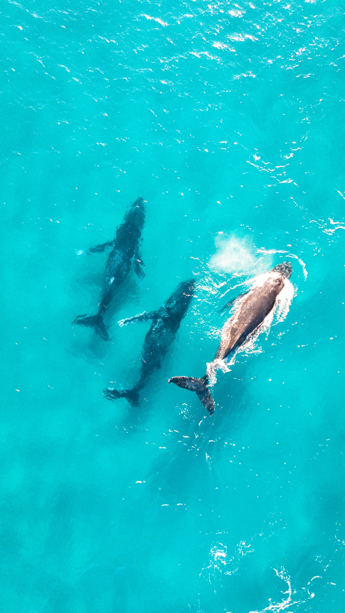 Three Little Whales / Australia