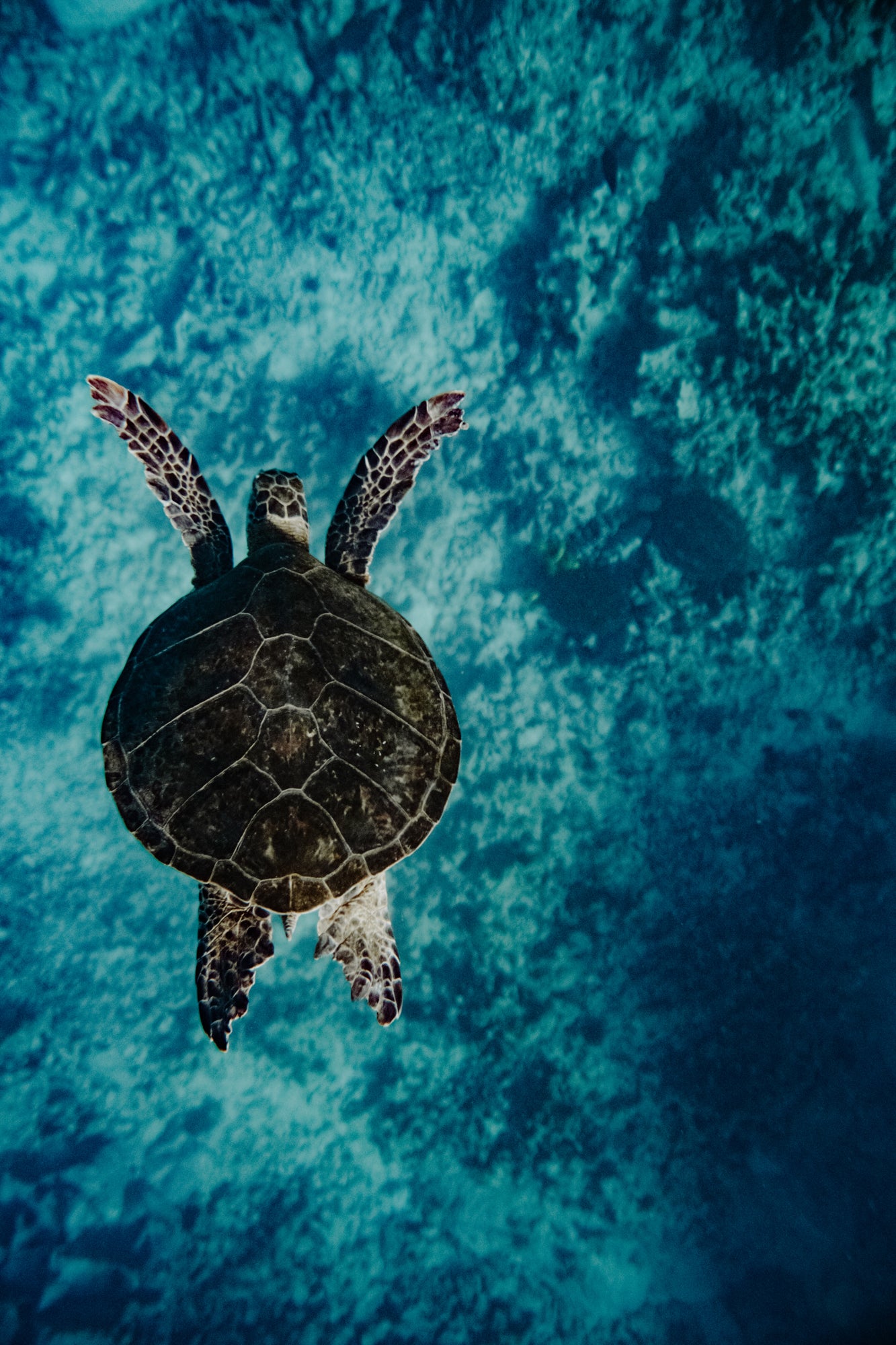 Flying Honu / Big Island, Hawaii
