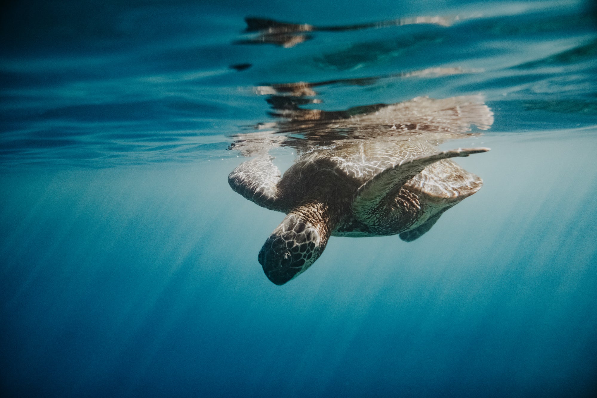 Honu / Big Island, Hawaii