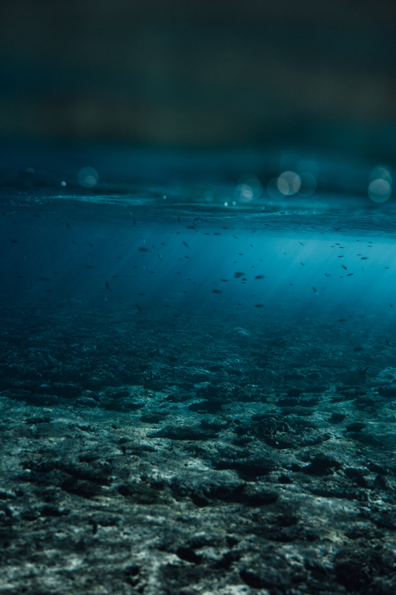 Lost In Blue / Okinawa
