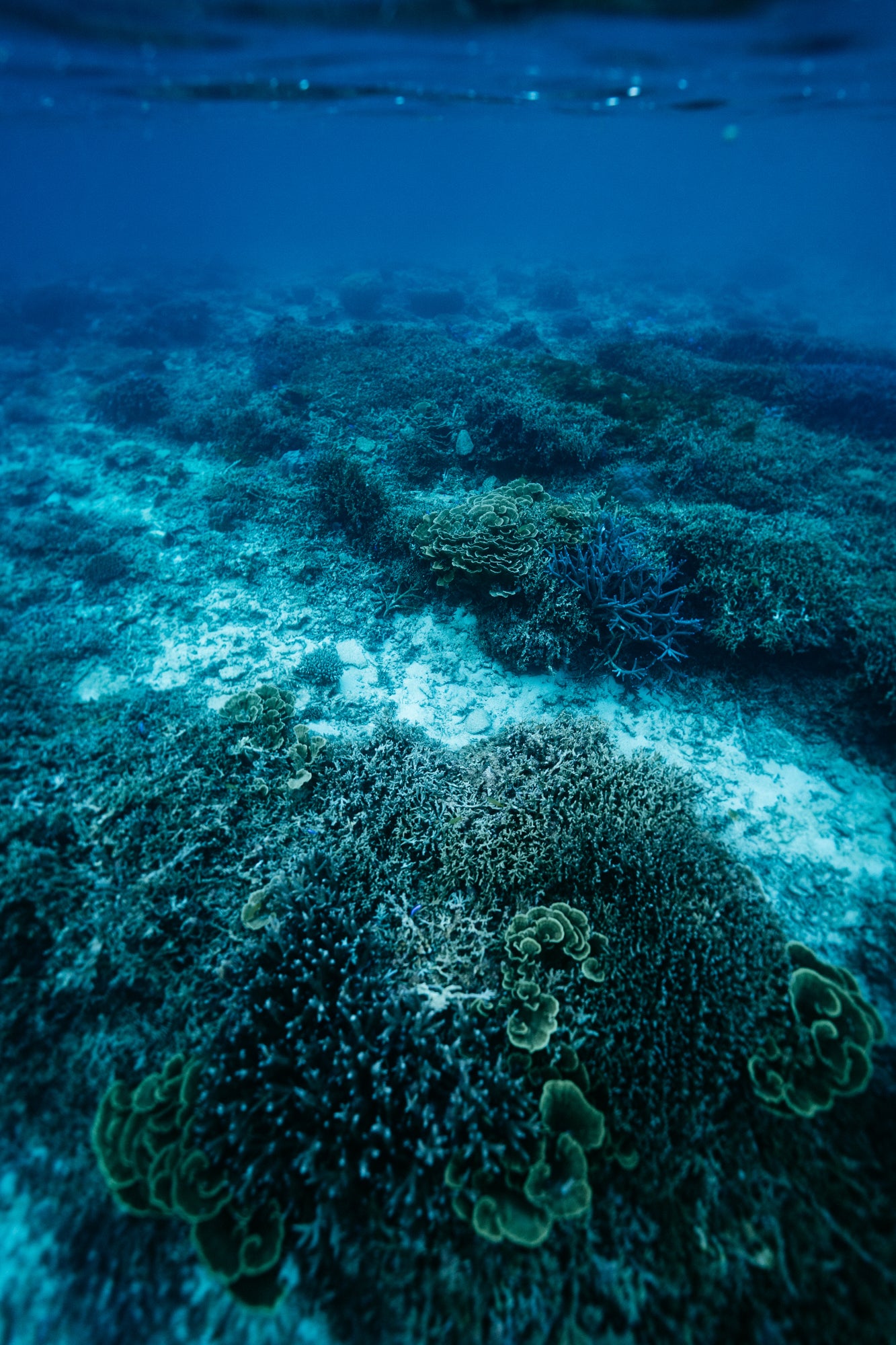 Coral Life / Okinawa