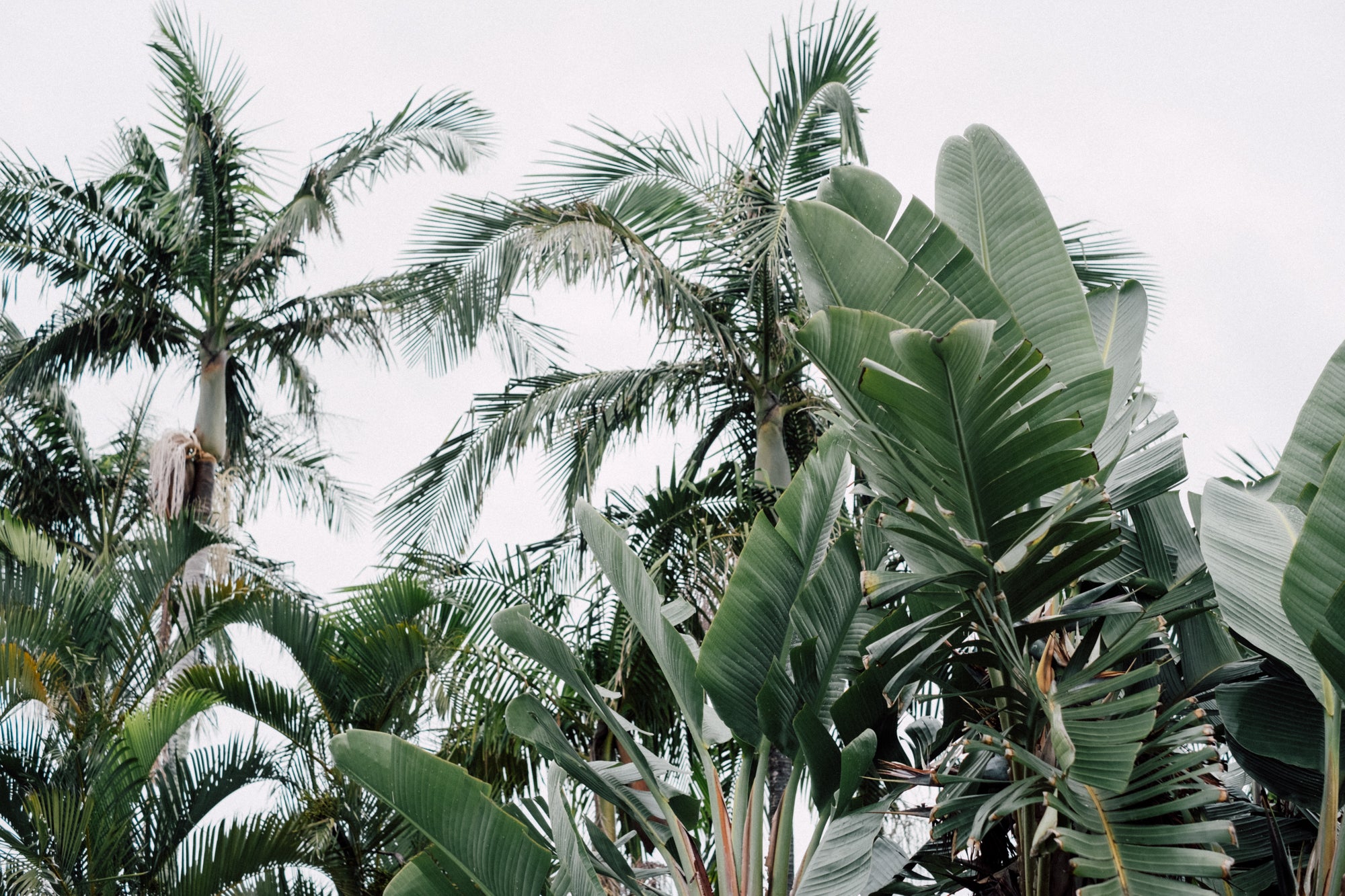 Augusta in Byron Bay / Australia