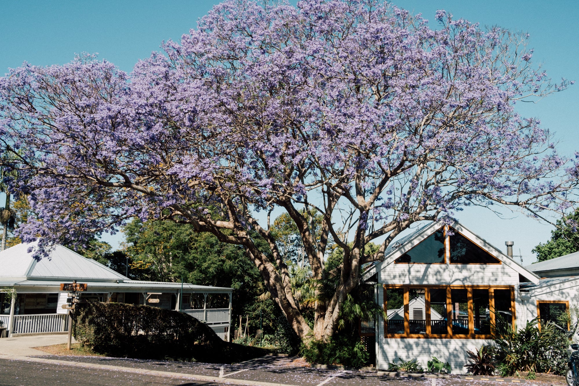 Jacaradna in Newrybar / Australia