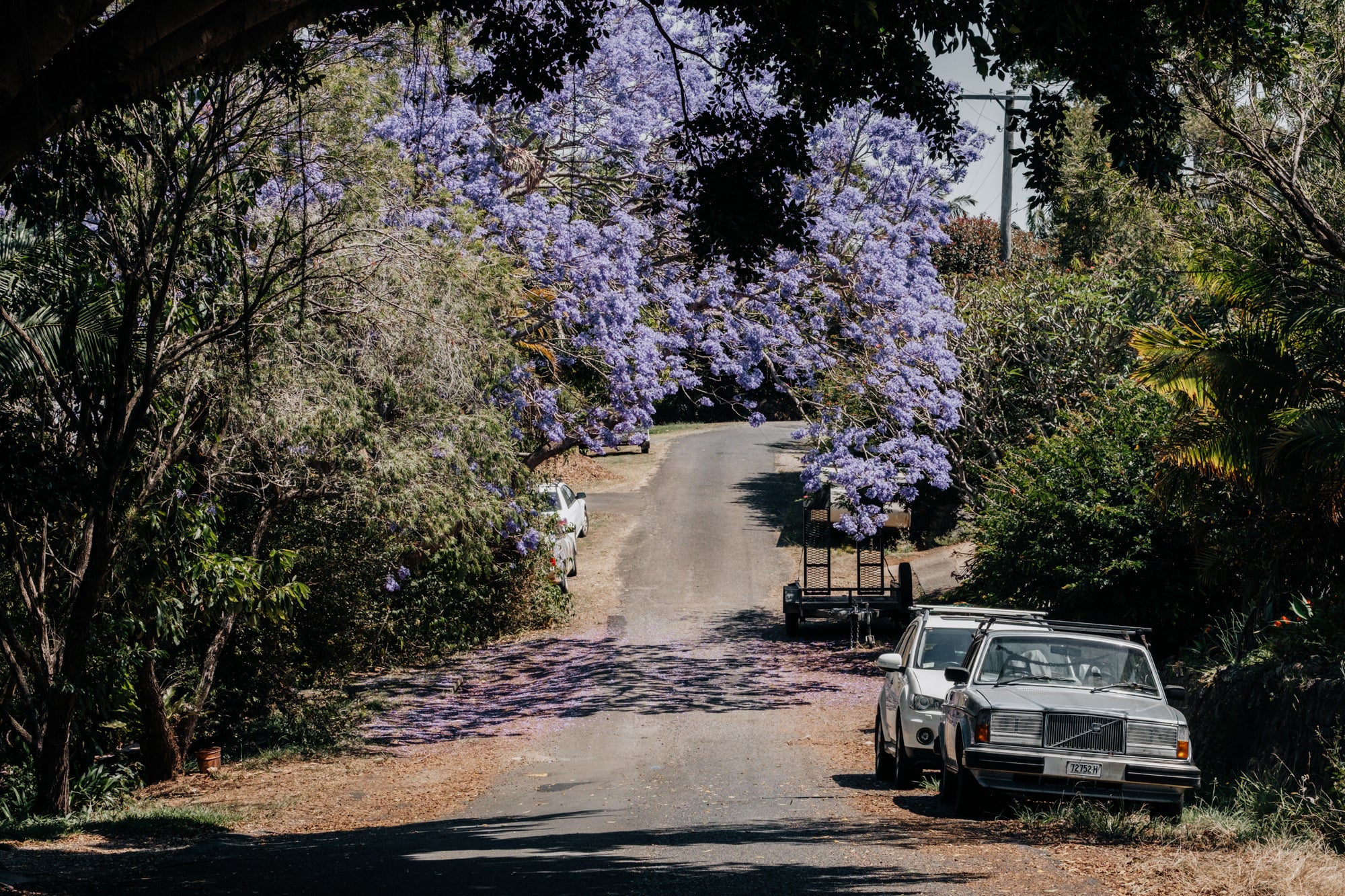 On the Street with Jacaranda in Byron Bay / Australia
