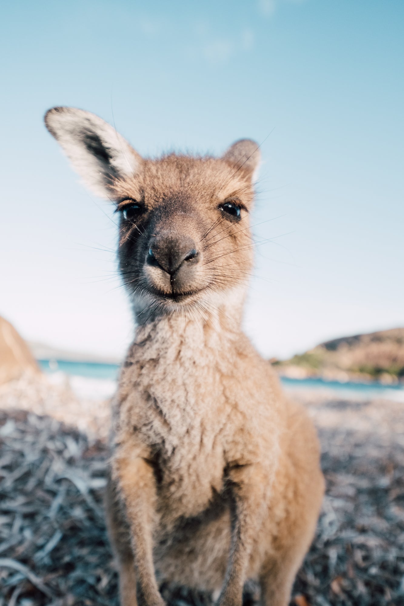 Little Lucky Bay Kangaloo / Australia