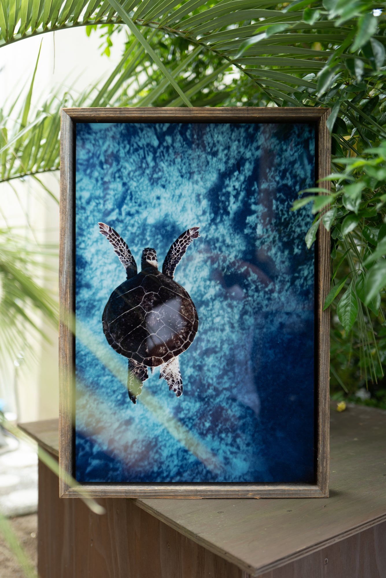 【Ready Stock Art 】Flying Honu / Big Island, Hawaii 16 x 24インチ フレーム付き