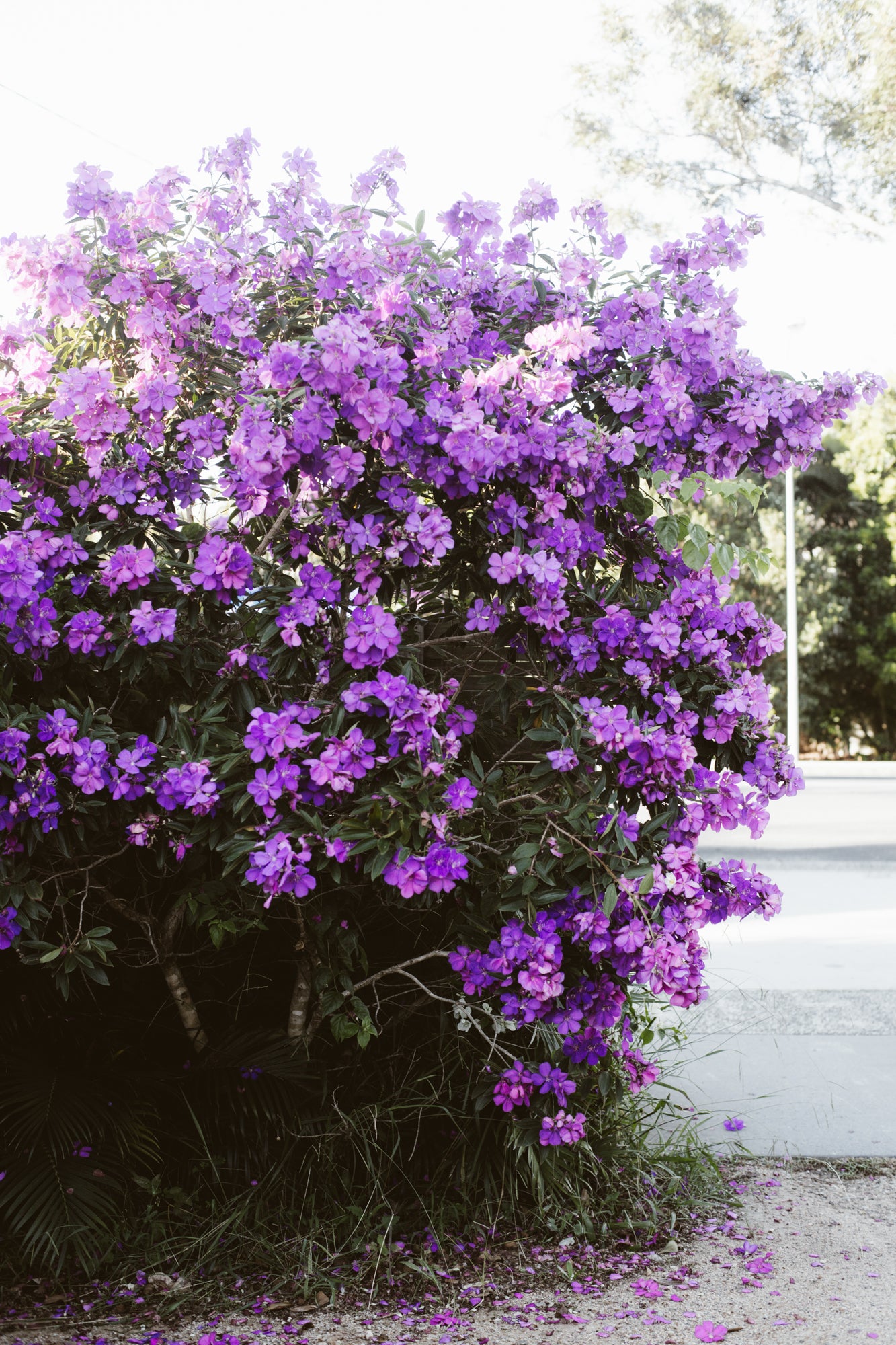 Life is a flower. / Byron Bay,NSW, Australia