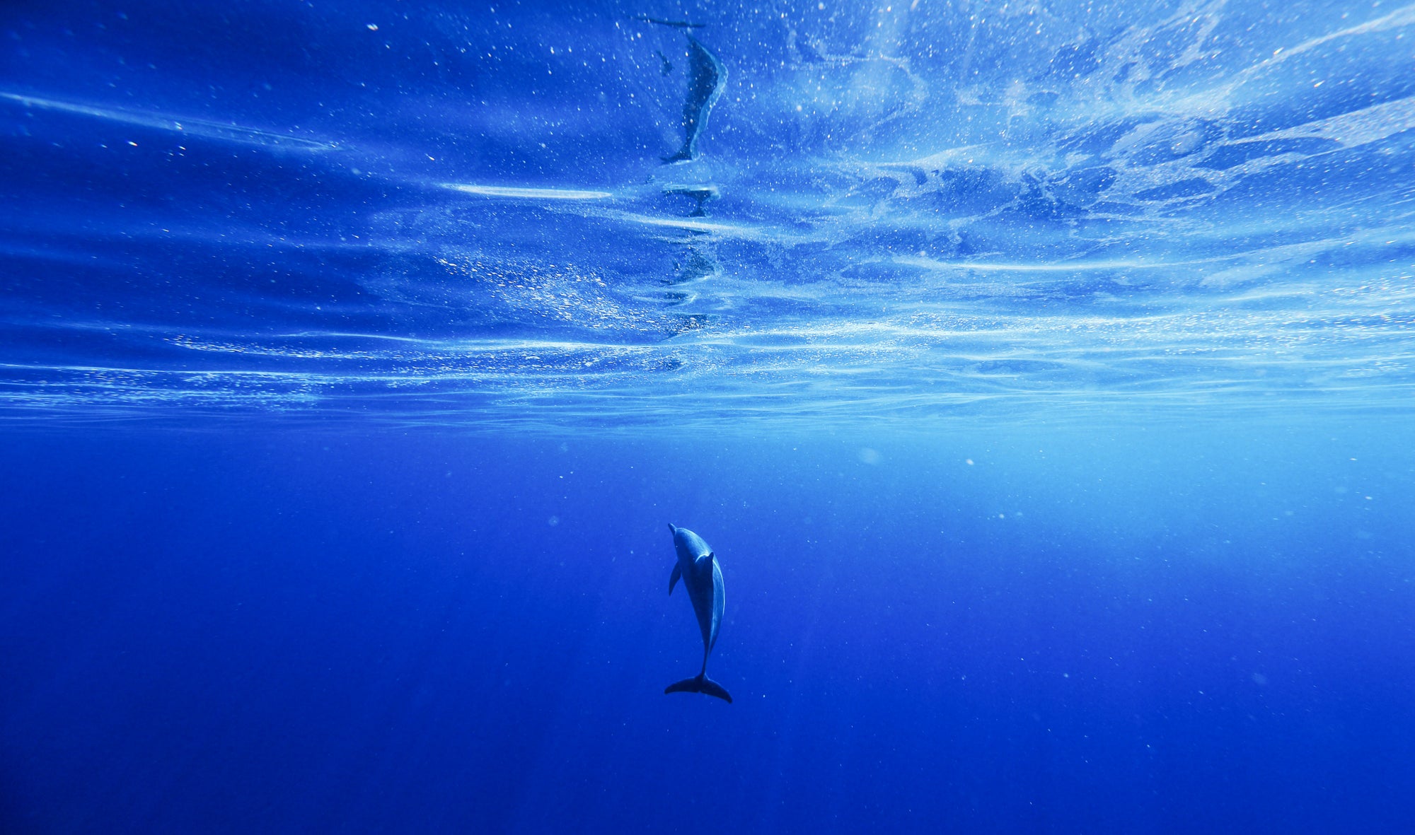 Dolphin In Wanderland / Hawaii